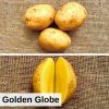 Certified Specialty Seed Potatoes by Poind